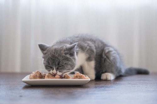 ご飯を美味しそうに食べる猫