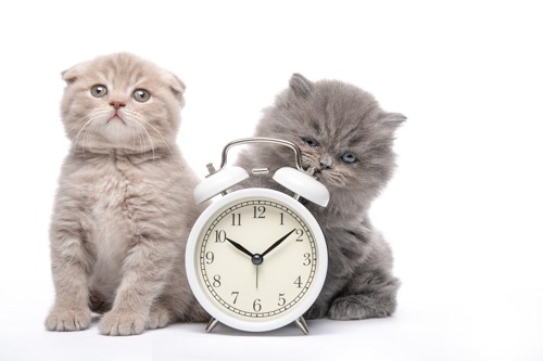 白い目覚まし時計と2匹の子猫