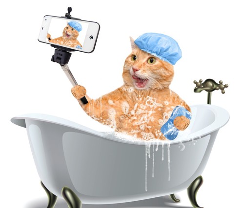 お風呂で自撮りしている猫