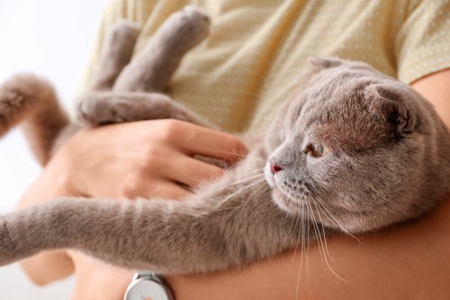 抱っこされるグレーの猫