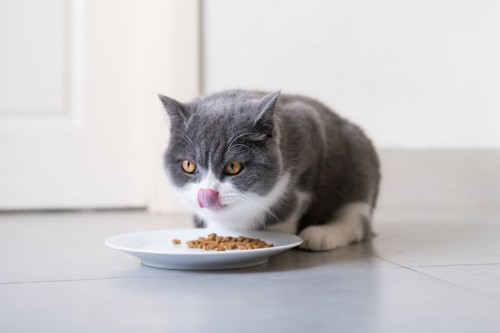 キャットフードを食べている猫