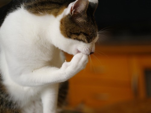 指を舐めている猫