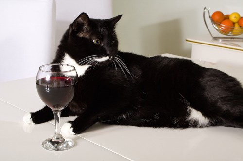 グラスに入った赤ワインと黒猫