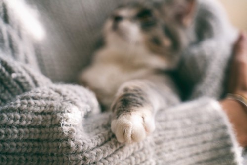 セーターに爪を立てる猫
