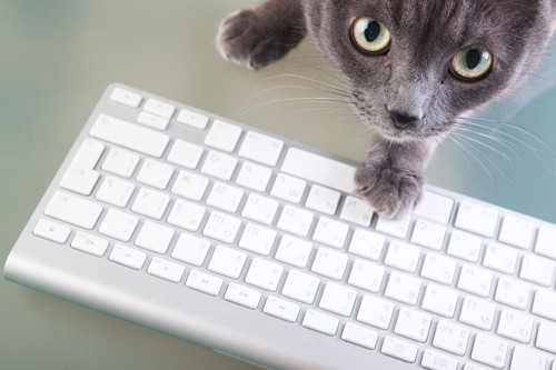 パソコンのキーボードに手を伸ばす猫