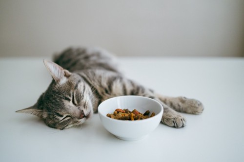 ごはんを食べずに寝る猫