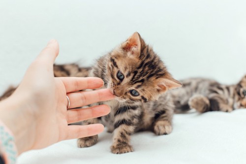 人の指を甘噛みする子猫