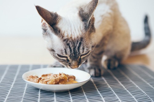 人間用の皿に盛られた餌にとまどう猫 