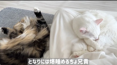 眠る2匹の猫