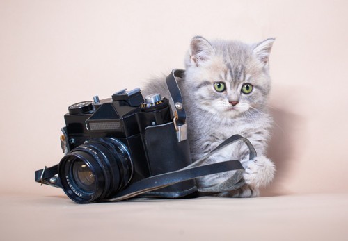 カメラと子猫