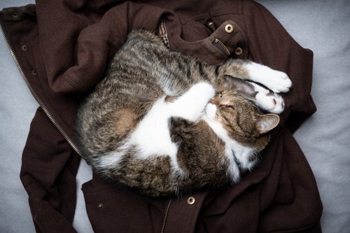 服の上で寝る猫