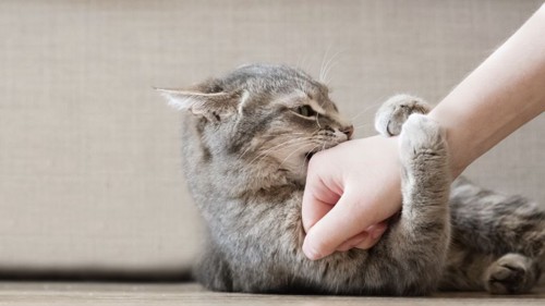 人の手にしがみついて噛む猫