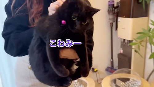 抱っこされる黒猫