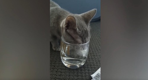 グラスで水を飲む猫