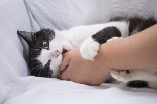 手に噛み付く猫