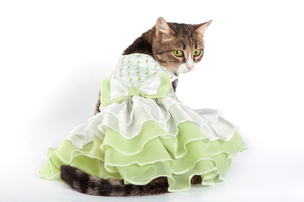 緑のフリルドレスを着た猫