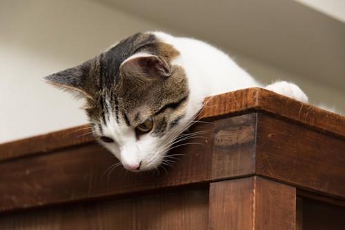 棚の上から監視する猫
