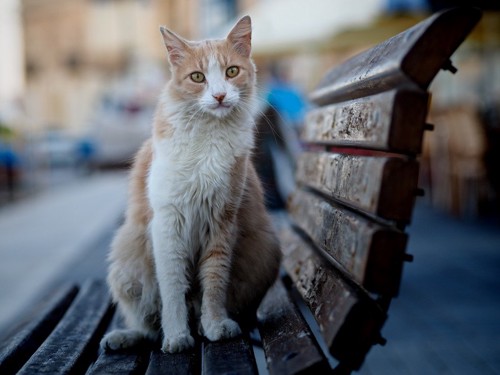 ベンチに座る猫