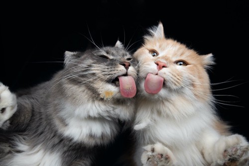 舐める猫