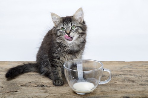 子猫とミルクのコップ
