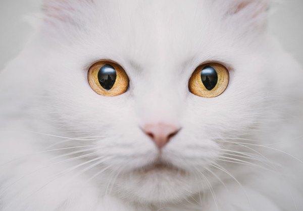 白猫の顔アップ