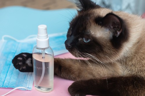 消毒液のボトルと猫