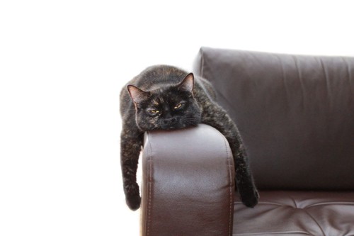 ソファーに乗る猫