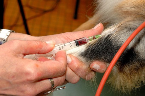 血液検査中の猫