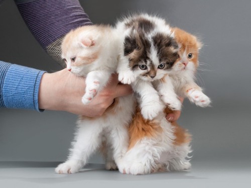 スコティッシュフォールド3匹の子猫
