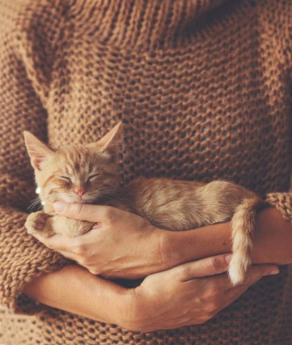 抱っこされるキジ茶色の子猫