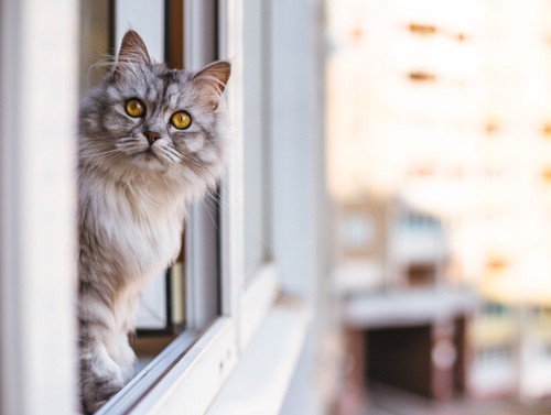 窓から身を乗り出す猫