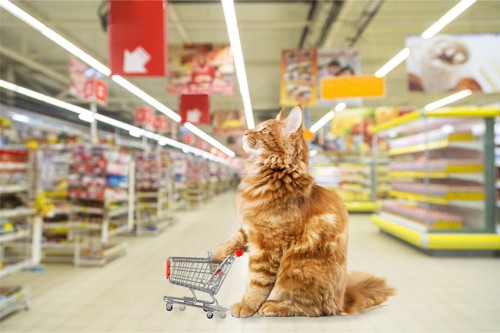 お店を背景に小さなショッピングカートと猫