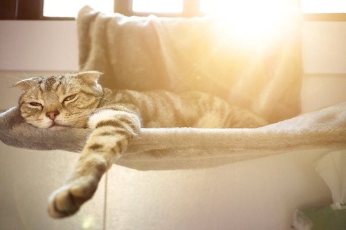夏用のハンモックで日なたぼっこをする猫