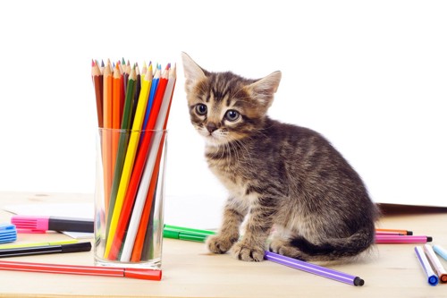 色鉛筆と子猫