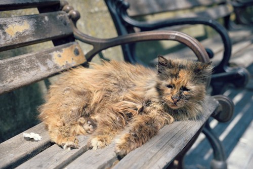ベンチの上で休む野良猫