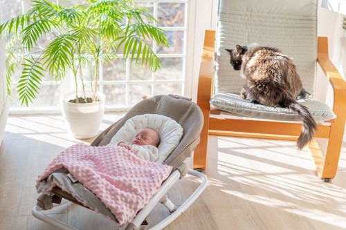 バウンサーに寝ている赤ちゃんと椅子に乗っている猫