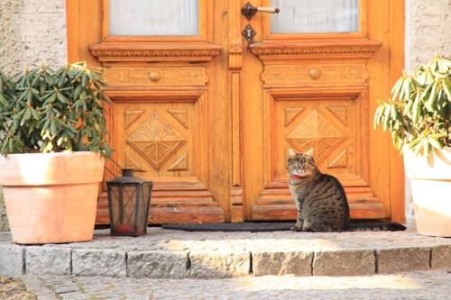 猫と玄関