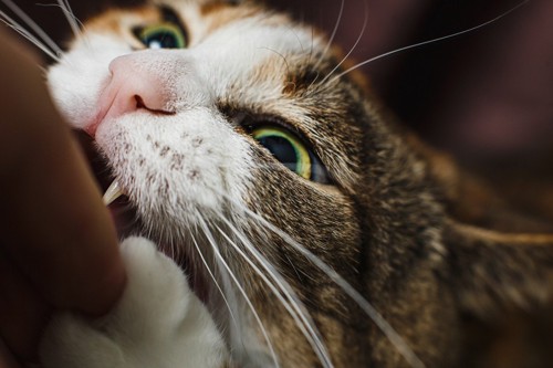 人の手を噛む猫の顔