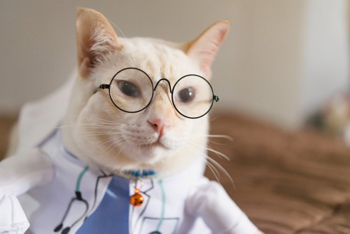 猫のお医者さん