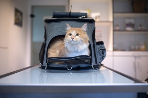 診察台上のキャリーバッグに入っている猫