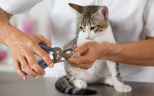 獣医に爪を切られている猫