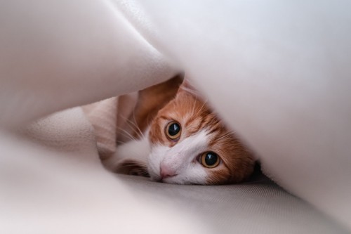 布に隠れている猫