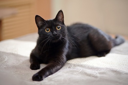 ベッドに座る黒猫