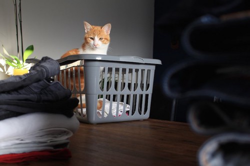 洗濯かごの中でくつろぐ猫