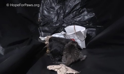 ゴミ容器の中の子猫