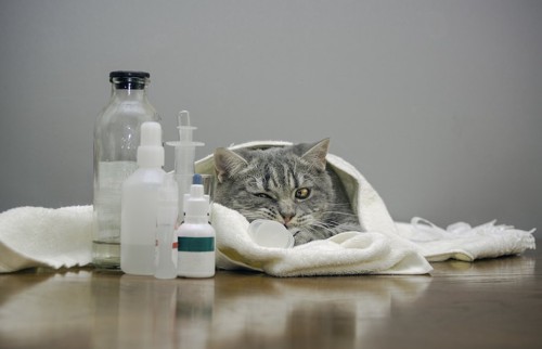 タオルにくるまっている猫と薬