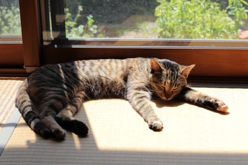 日向ぼっこする猫