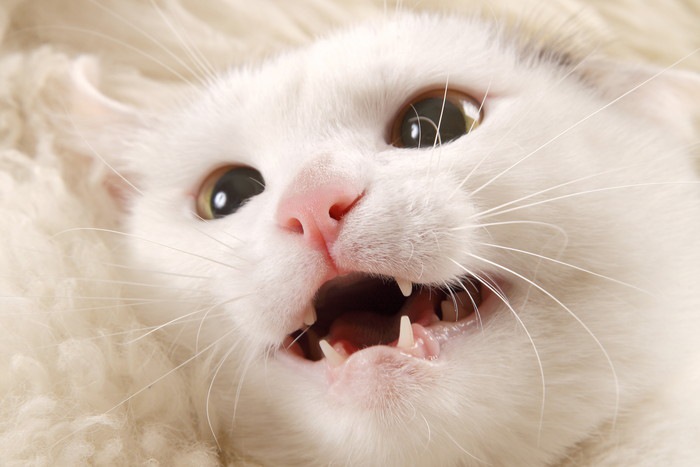 白猫フレーメンイメージ