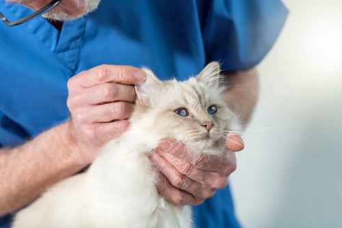 病院で獣医師に耳を診察されている猫