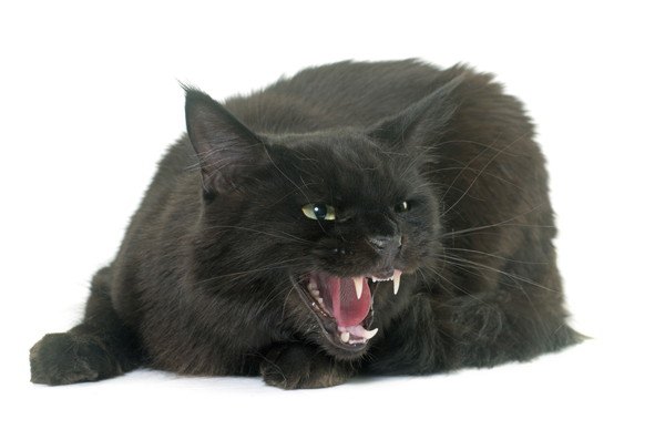怒る黒猫
